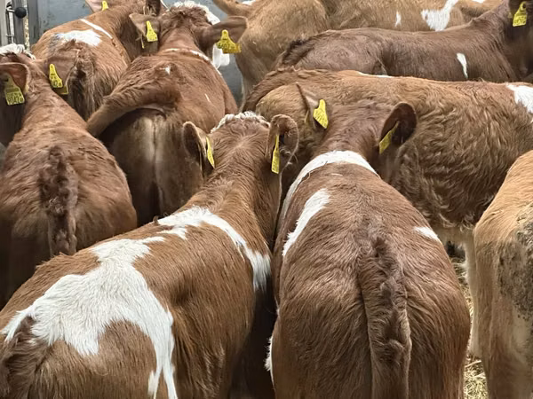 Rinder (Partie, Geschlecht nicht angegeben), Simmental cattle