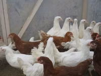 Chickens — foto 4