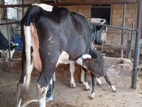 بقرة, Russian Black pied cattle — الصورة 4