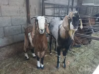 母山羊, Goats — 照片 3