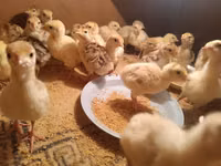 Turkeys — फ़ोटो 4