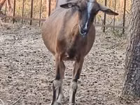 Keçi, Alpine goat — foto 2