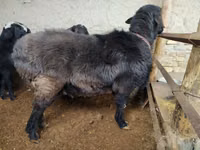 雄羊, Hissar sheep — 写真 3