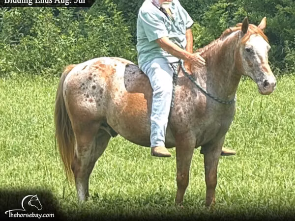 Cheval, Appaloosa