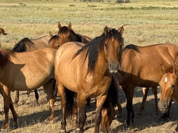 雄馬, Mugalzhar horse