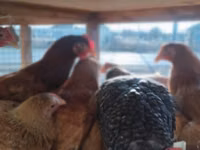 Chickens — photo 2