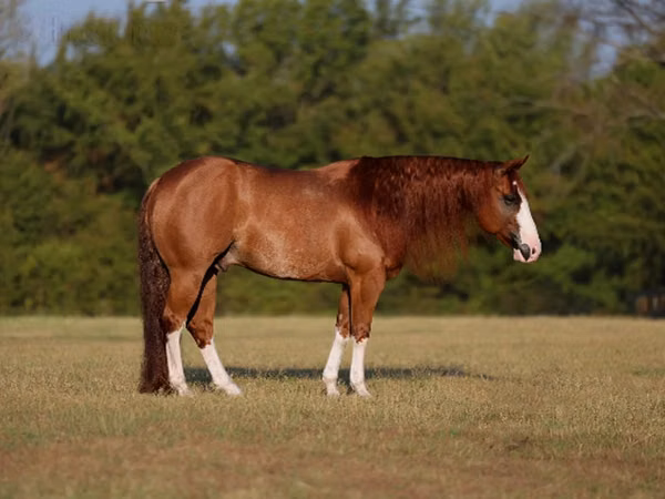 Koń, Quarter Horse