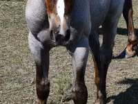 Madyan, Quarter Horse — foto 5