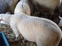 Beran, Romanov sheep — foto 3