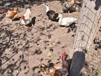 Chickens — फ़ोटो 4