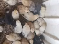 Chickens — ფოტო 6