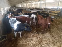 Bovins (lot, sexe non indiqué), Simmental cattle — photo 2