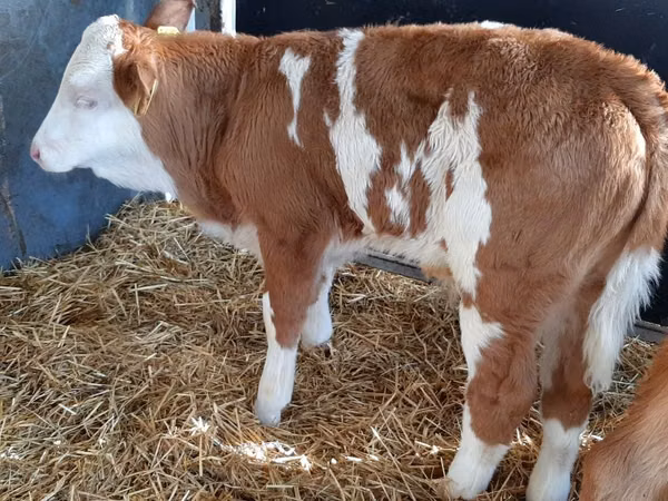 İribuynuzlu mal-qara (partiya, cinsi göstərilməyib), Simmental cattle