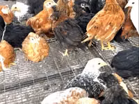 Chickens — Foto 1