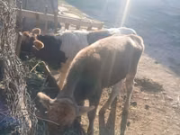 İnək, Russian Black pied cattle — foto 5