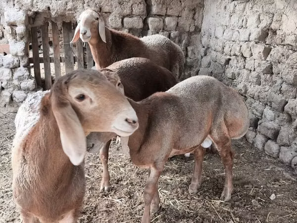 Bélier, Arashan sheep