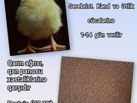 Artıq daimi istifadə üçün Kənd Toyuğu. Serebrist. Qaz. Ördək — Foto 2