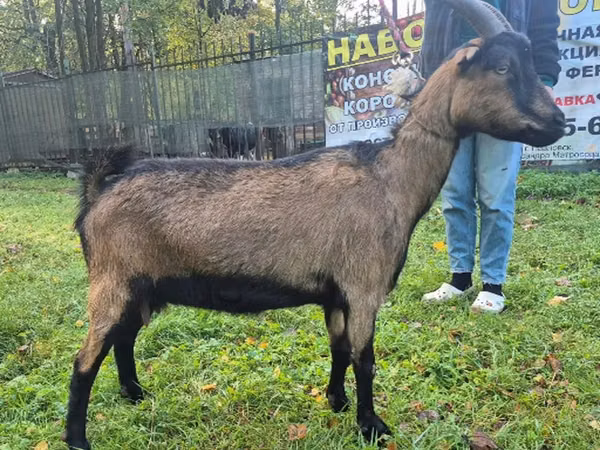 Chèvre, Alpine goat