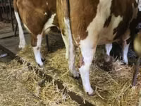 Vache, Montbéliarde — photo 2