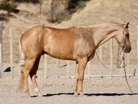 குதிரை, Quarter Horse — புகைப்படம் 2