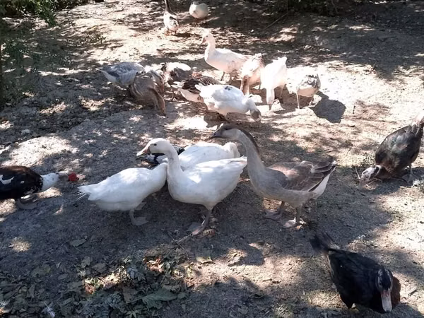 Geese