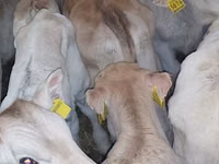 Sığır (parti, cinsiyet belirtilmedi), Simmental cattle — foto 2