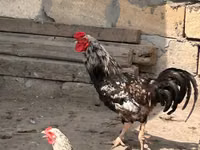 Chickens — الصورة 3