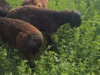 绵羊（批次，未指定性别）, Sheep — 照片 2