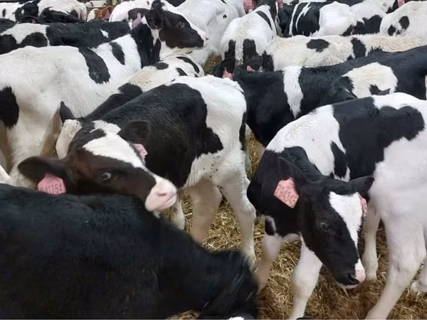 Taureau, Race Holstein