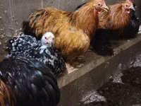 Chickens — foto 1