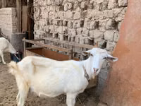 Cabra, Saanen goat — foto 4