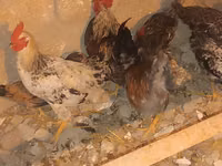 Chickens — الصورة 6