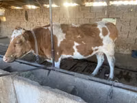 Vaca, Simmental cattle — foto 5