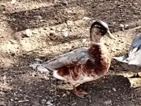 Ducks — zdjęcie 1