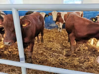 İribuynuzlu mal-qara (partiya, cinsi göstərilməyib), Simmental cattle — foto 5