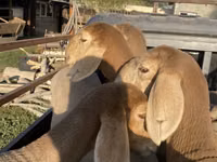 Schaf, Arashan sheep — Foto 3