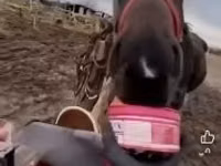 குதிரை, Hungarian horse breed — புகைப்படம் 4