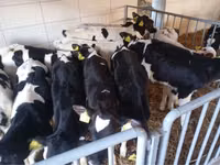 Byk, Simmental cattle — zdjęcie 2