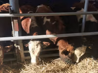 Taureau, Simmental cattle — photo 5