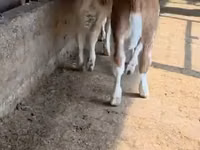 Bull, Red-spotted breed — photo 4