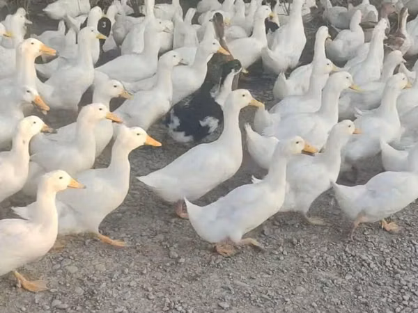 Nemis Pekin