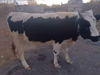 Krowa, Russian Black pied cattle — zdjęcie 2