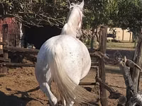 კვიცი, Lipizzaner — ფოტო 2