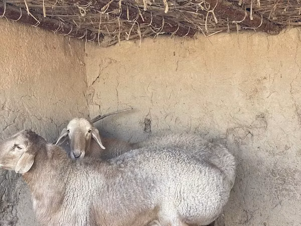 羊（ロット、性別未指定）, Arashan sheep
