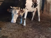Kuh, Holstein-Rasse — Foto 1