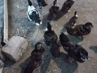 Ducks — foto 2