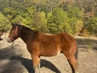 Айғыр, Međimurje horse — 2-сурет