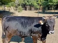 காளை, புரையா கார்பாட் இனமா் — புகைப்படம் 2