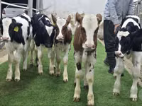 Bydło (partia, płeć nieokreślona), Simmental cattle — zdjęcie 1