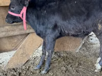 Bull, Alatau breed — photo 1